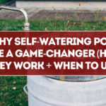Why Self-Watering Pots Are a Game-Changer (How They Work + When to Use)