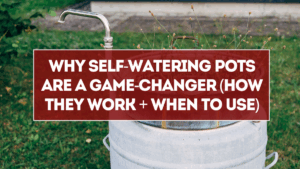 Why Self-Watering Pots Are a Game-Changer (How They Work + When to Use)