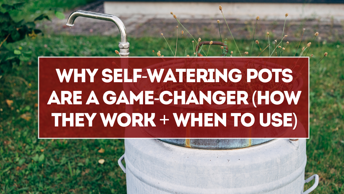 Why Self-Watering Pots Are a Game-Changer (How They Work + When to Use)