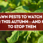 6 Lawn Pests to Watch Out for This Autumn—and How to Stop Them