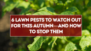 6 Lawn Pests to Watch Out for This Autumn—and How to Stop Them