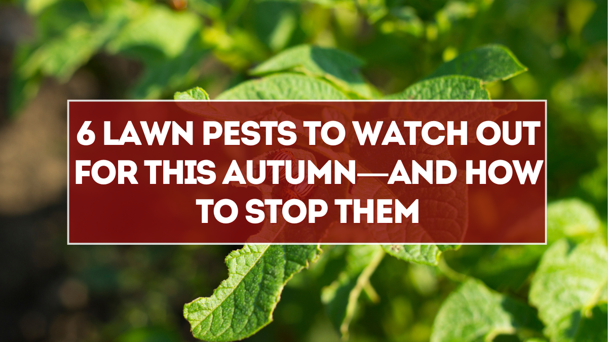 6 Lawn Pests to Watch Out for This Autumn—and How to Stop Them