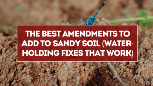 The Best Amendments to Add to Sandy Soil (Water-Holding Fixes That Work)