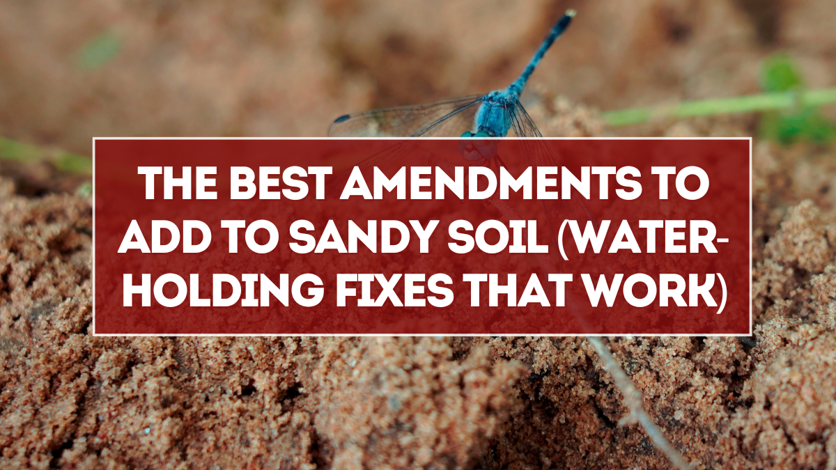 The Best Amendments to Add to Sandy Soil (Water-Holding Fixes That Work)