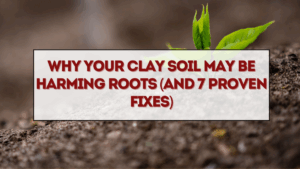 Why Your Clay Soil May Be Harming Roots (and 7 Proven Fixes)