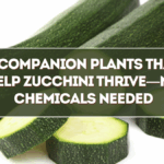 5 Companion Plants That Help Zucchini Thrive—No Chemicals Needed