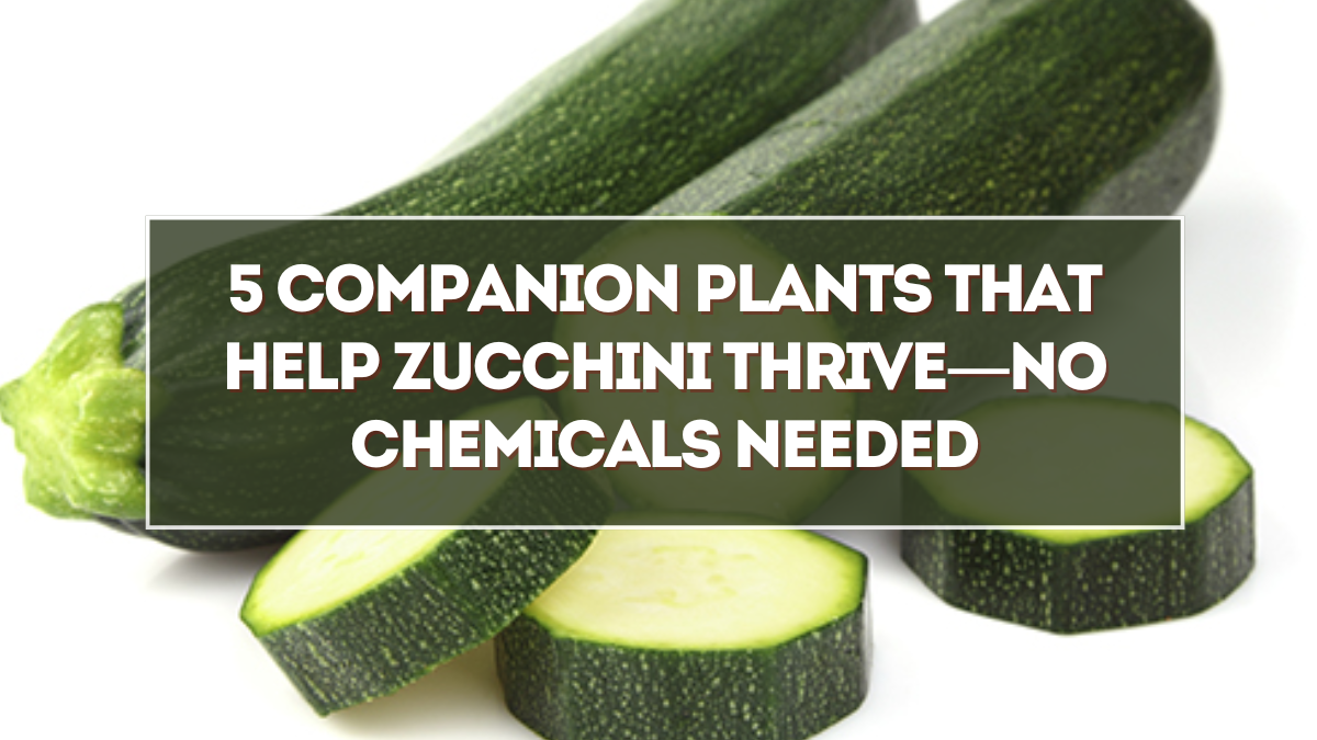 5 Companion Plants That Help Zucchini Thrive—No Chemicals Needed