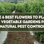 The 6 Best Flowers to Plant in Vegetable Gardens for Natural Pest Control