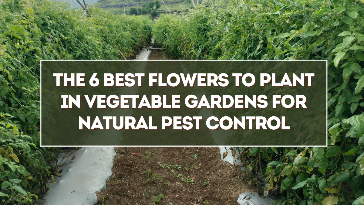 The 6 Best Flowers to Plant in Vegetable Gardens for Natural Pest Control