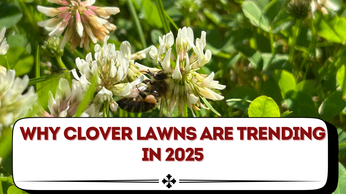 Why Clover Lawns Are Trending in 2025