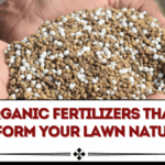Organic Fertilizers That Transform Your Lawn Naturally