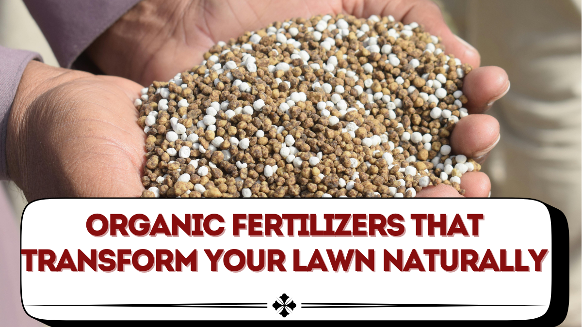Organic Fertilizers That Transform Your Lawn Naturally