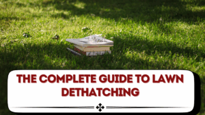 The Complete Guide to Lawn Dethatching