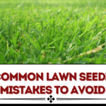 10 Common Lawn Seeding Mistakes to Avoid