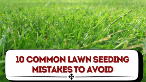 10 Common Lawn Seeding Mistakes to Avoid