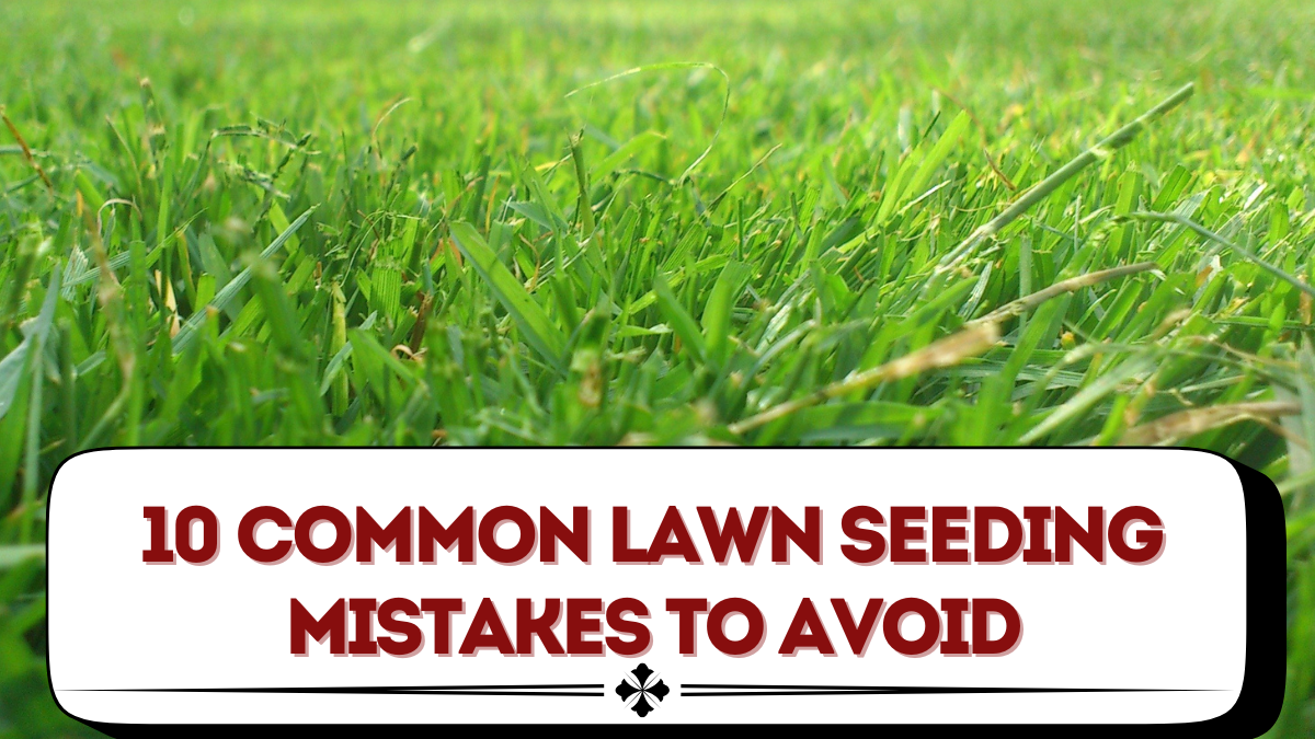 10 Common Lawn Seeding Mistakes to Avoid