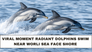 Viral Moment Radiant Dolphins Swim Near Worli Sea Face Shore
