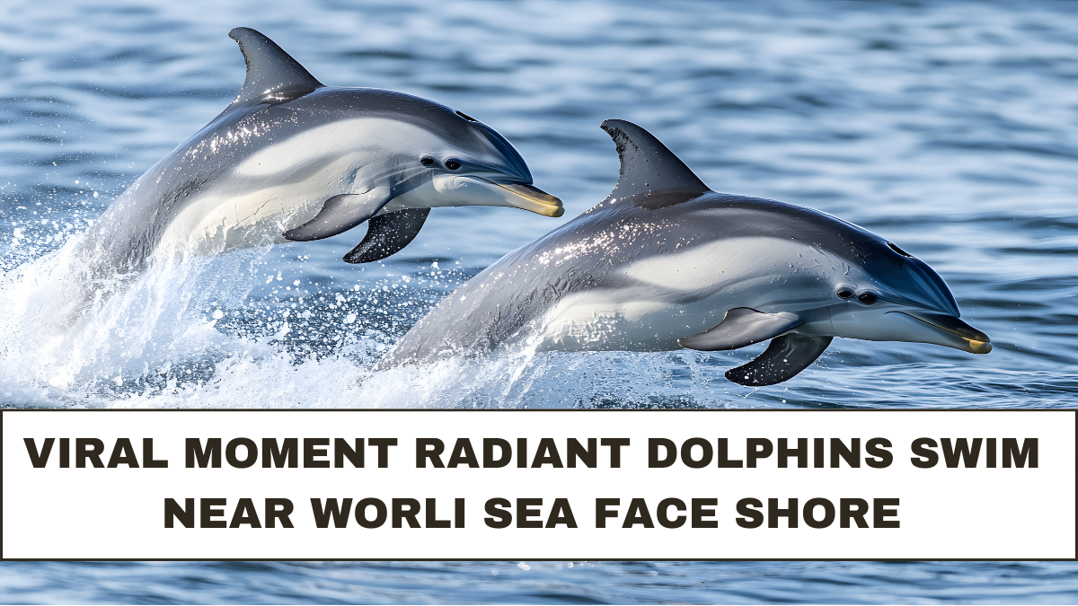 Viral Moment Radiant Dolphins Swim Near Worli Sea Face Shore